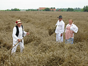 Tradicionalna zetva Srbobran